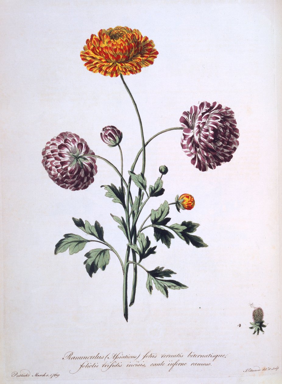 Jaskier, ilustracja z „Brytyjskiego zielarza”, 1769 autorstwa John Edwards