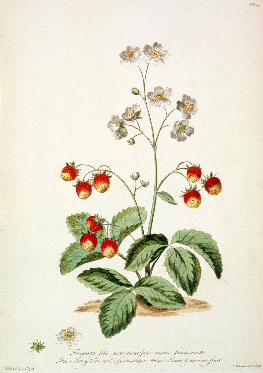 Truskawka: owalna włócznia, szorstkie liście i owalny owoc z „The British Herbal...” autorstwa John Edwards