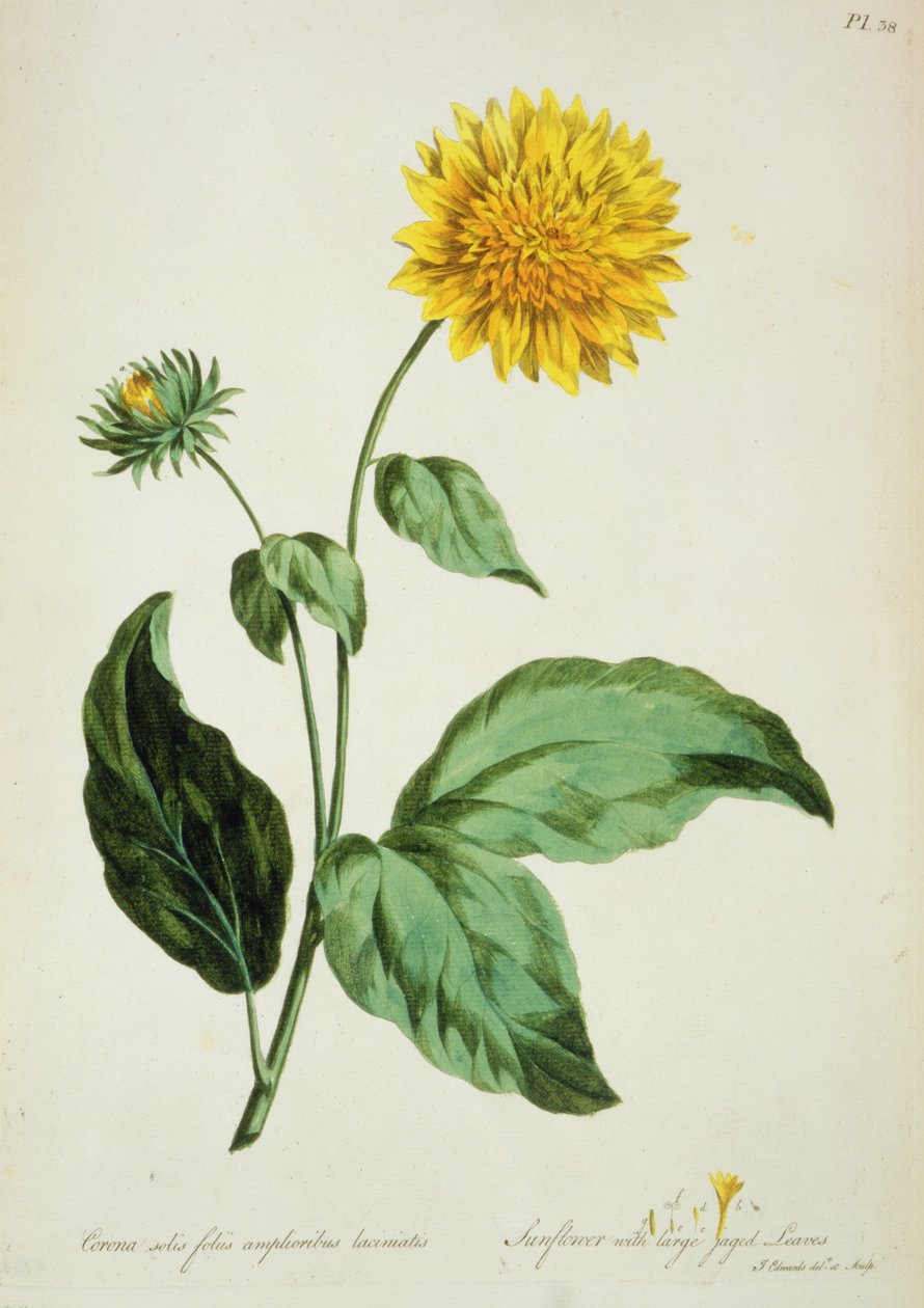 Słonecznik: z dużymi, postrzępionymi liśćmi (Corona) z „The British Herbal...” autorstwa John Edwards