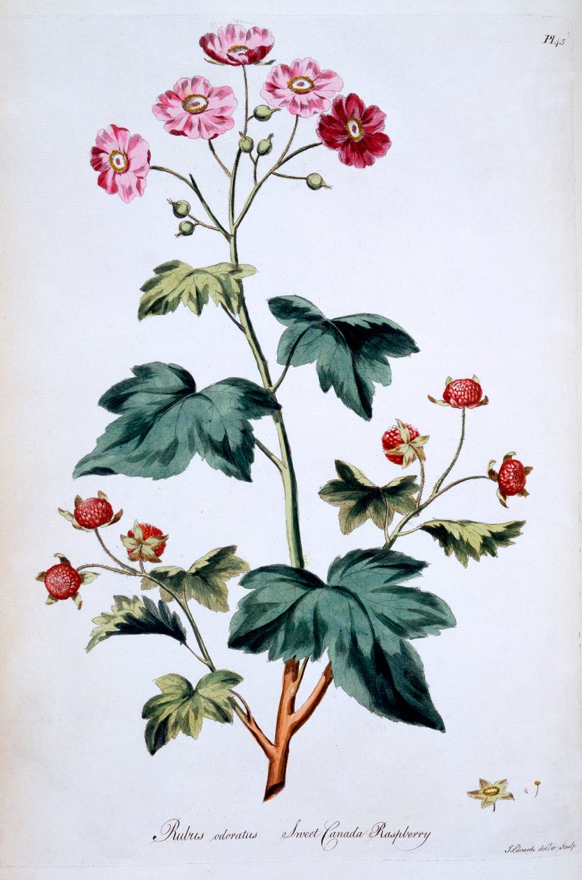 Sweet Canada Raspberry [Rubus odoratus], ilustracja z „The British Herbal” Johna Edwardsa, opublikowana w marcu 1770 autorstwa John Edwards