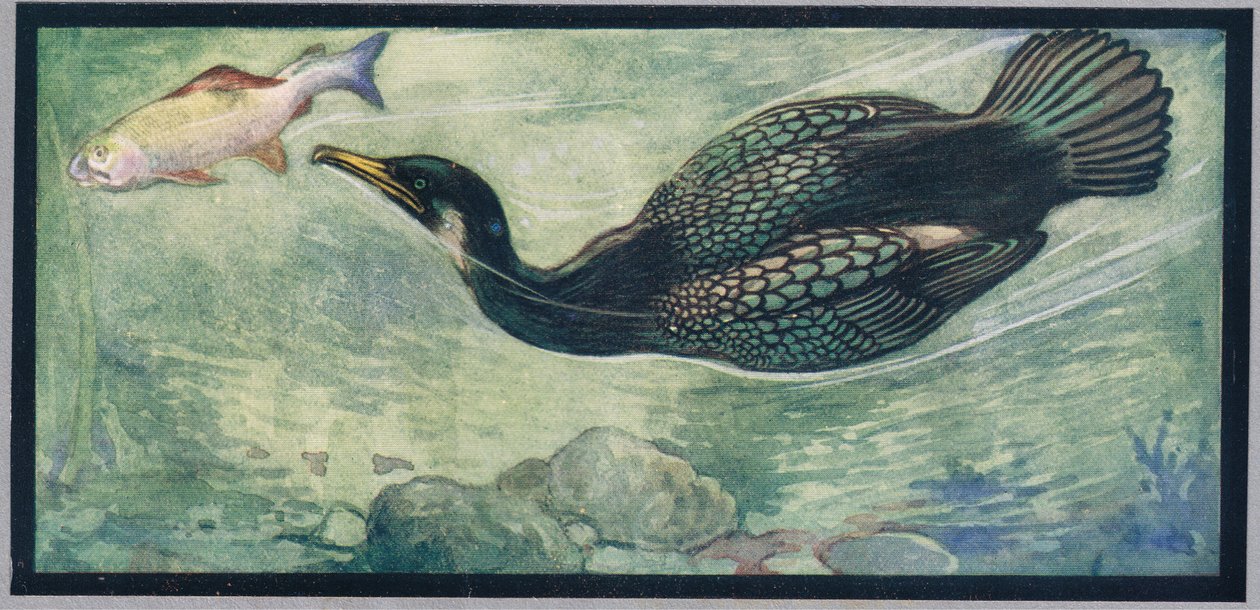 Ptak goniący rybę, ilustracja z „Pomocnicy bez rąk” Gladys Davidson, wydanej w 1919 r. (kolor litho) autorstwa John Edwin Noble