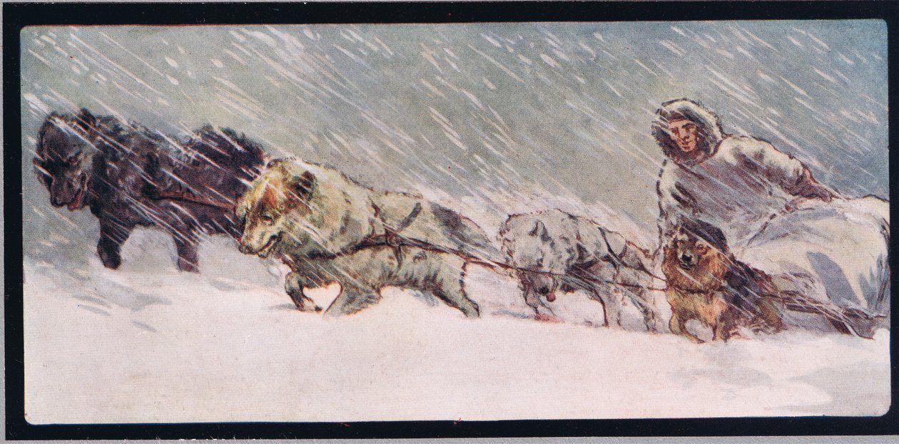 Husky ciągnące sanie, ilustracja z „Pomocnicy bez rąk” Gladys Davidson, wydanej w 1919 r. (kolor litho) autorstwa John Edwin Noble