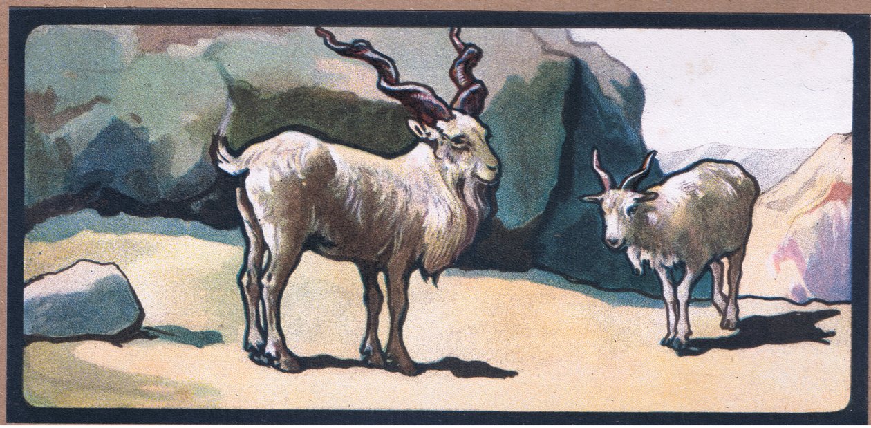 Markhor (Koza) autorstwa John Edwin Noble
