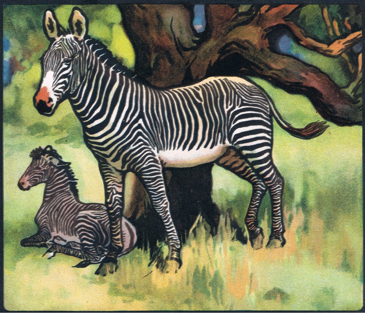 Zebry, ilustracja z „Pads, Paws and Claws” P. Pycraft autorstwa John Edwin Noble