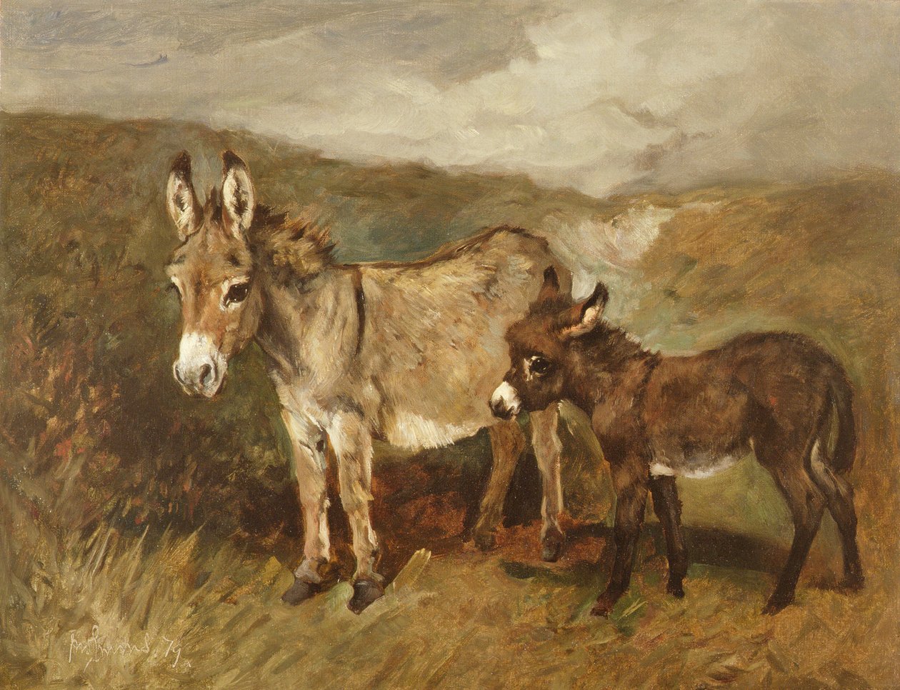 Osły na wrzosowisku, ok. 1890 r autorstwa John Emms