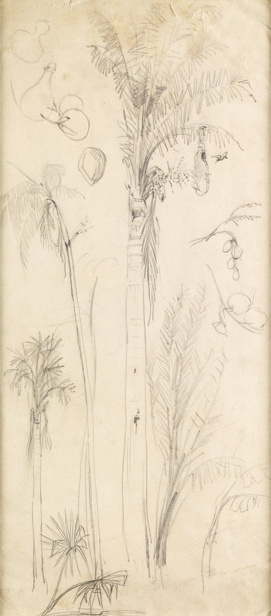 Palmy (ołówek na papierze) autorstwa John Everett Millais