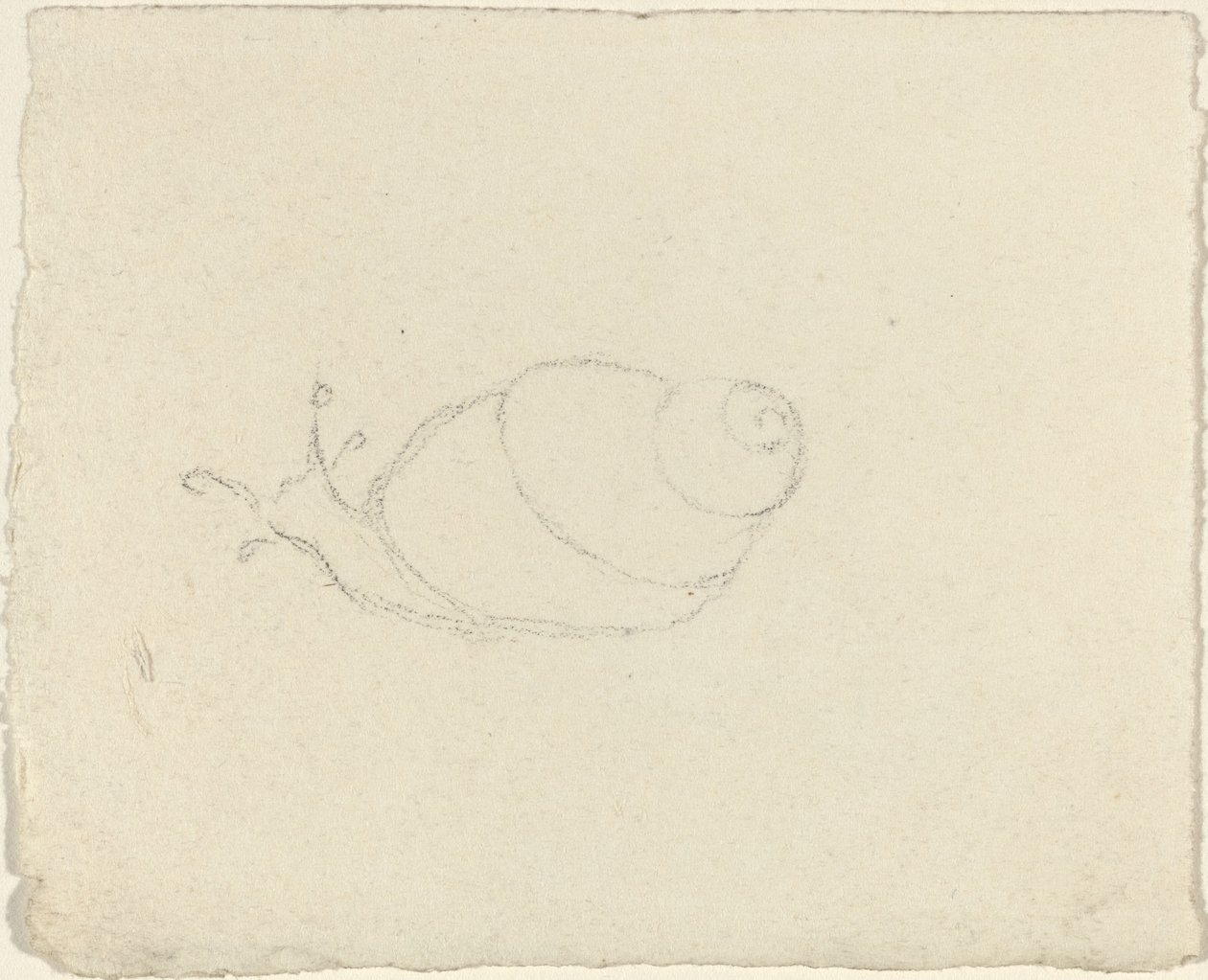 Ślimaki [recto i verso] autorstwa John Flaxman