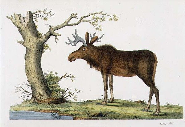 Cervus Alces (łoś) (lito) autorstwa John Frederick (after) Miller