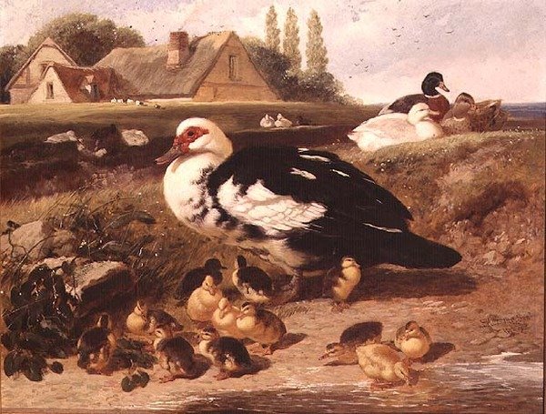 Kaczki i kaczątka autorstwa John Frederick Herring Jnr