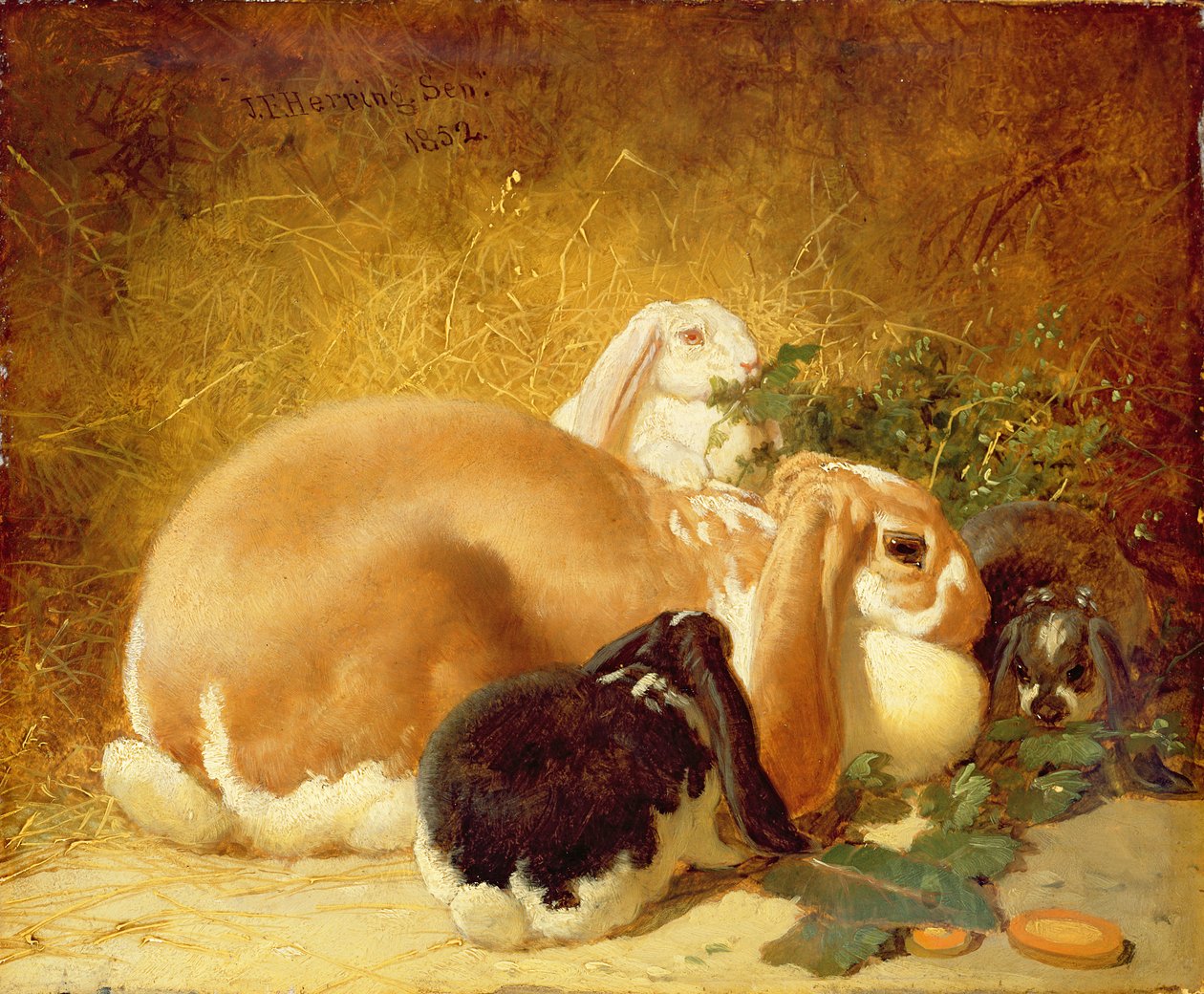 Króliki, 1852 autorstwa John Frederick Herring Junior