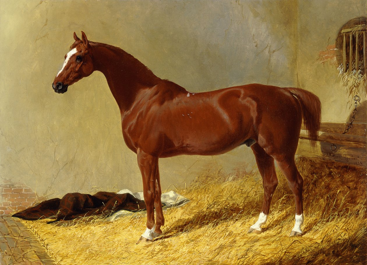 Bay Racehors w boksie, 1843 autorstwa John Frederick Herring Senior