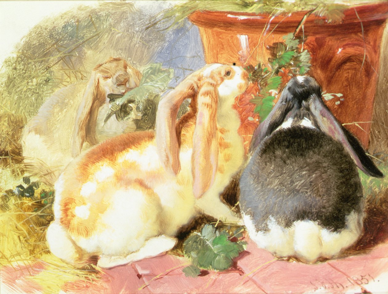 Studium trzech królików z małymi uszami autorstwa John Frederick Herring Senior