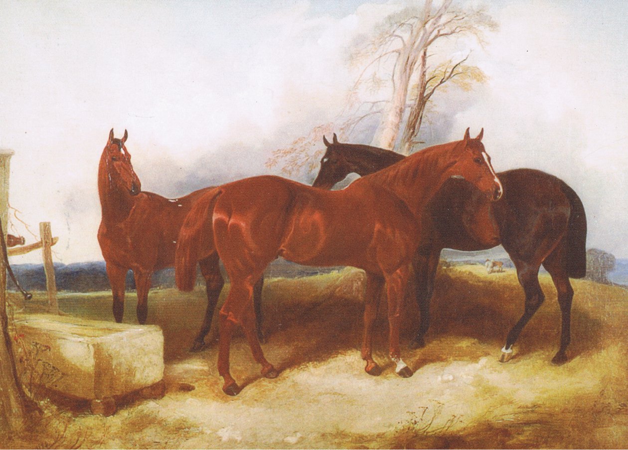 Grupa koni, z nieznanego źródła czasopisma lub książki autorstwa John Frederick Herring Senior