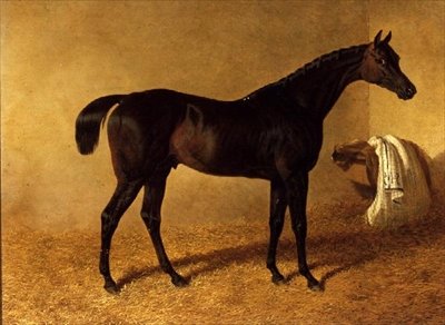 „Dr Syntax”, ciemnogniaty koń wyścigowy w luźnym pudełku autorstwa John Frederick Herring Senior