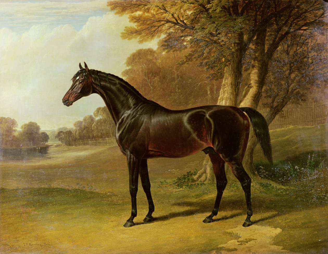 „Glauk” autorstwa John Frederick Herring Senior