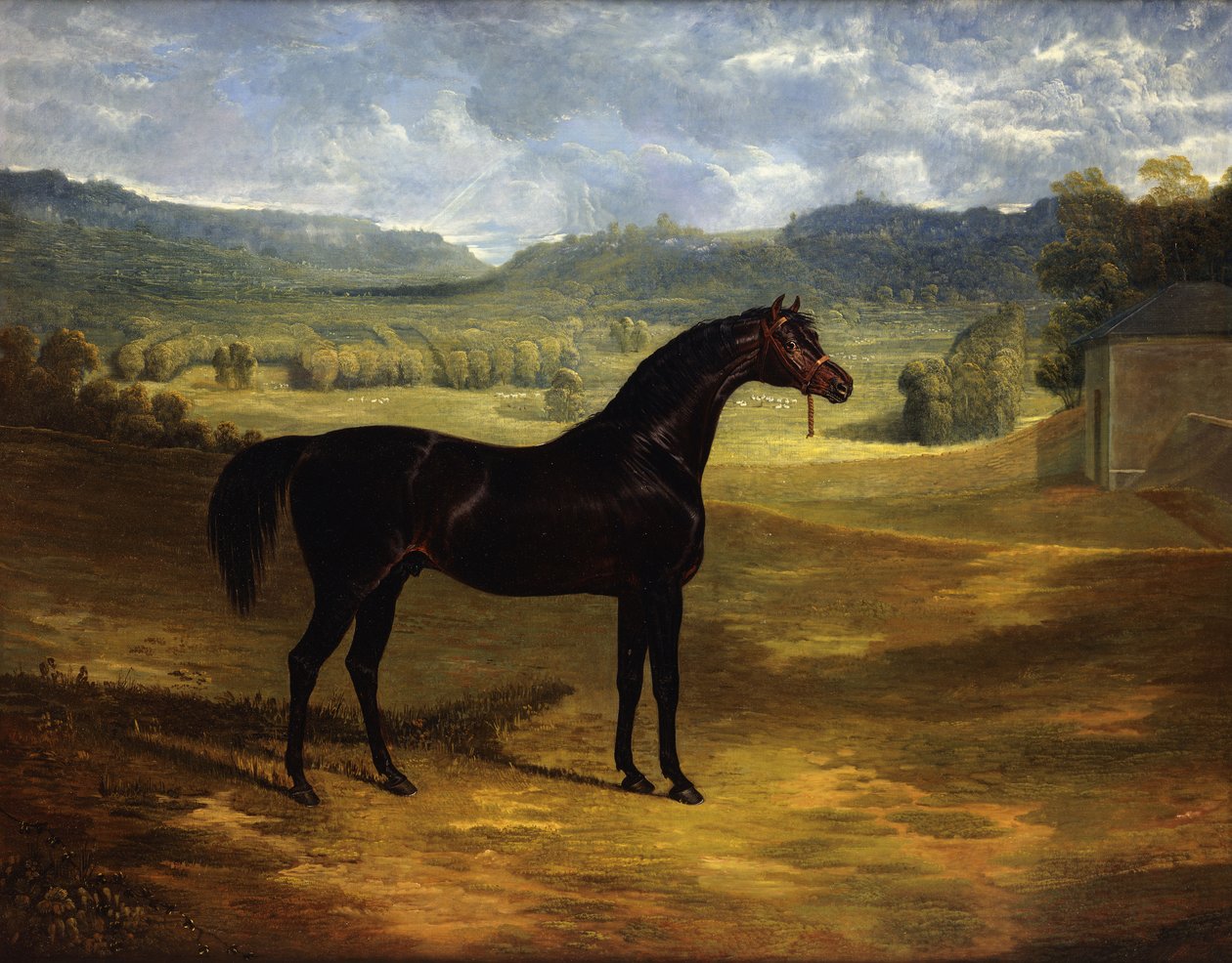 Jack Spigot, koń wyścigowy Dark Bay na padoku w Bolton Hall, 1824 autorstwa John Frederick Herring Senior