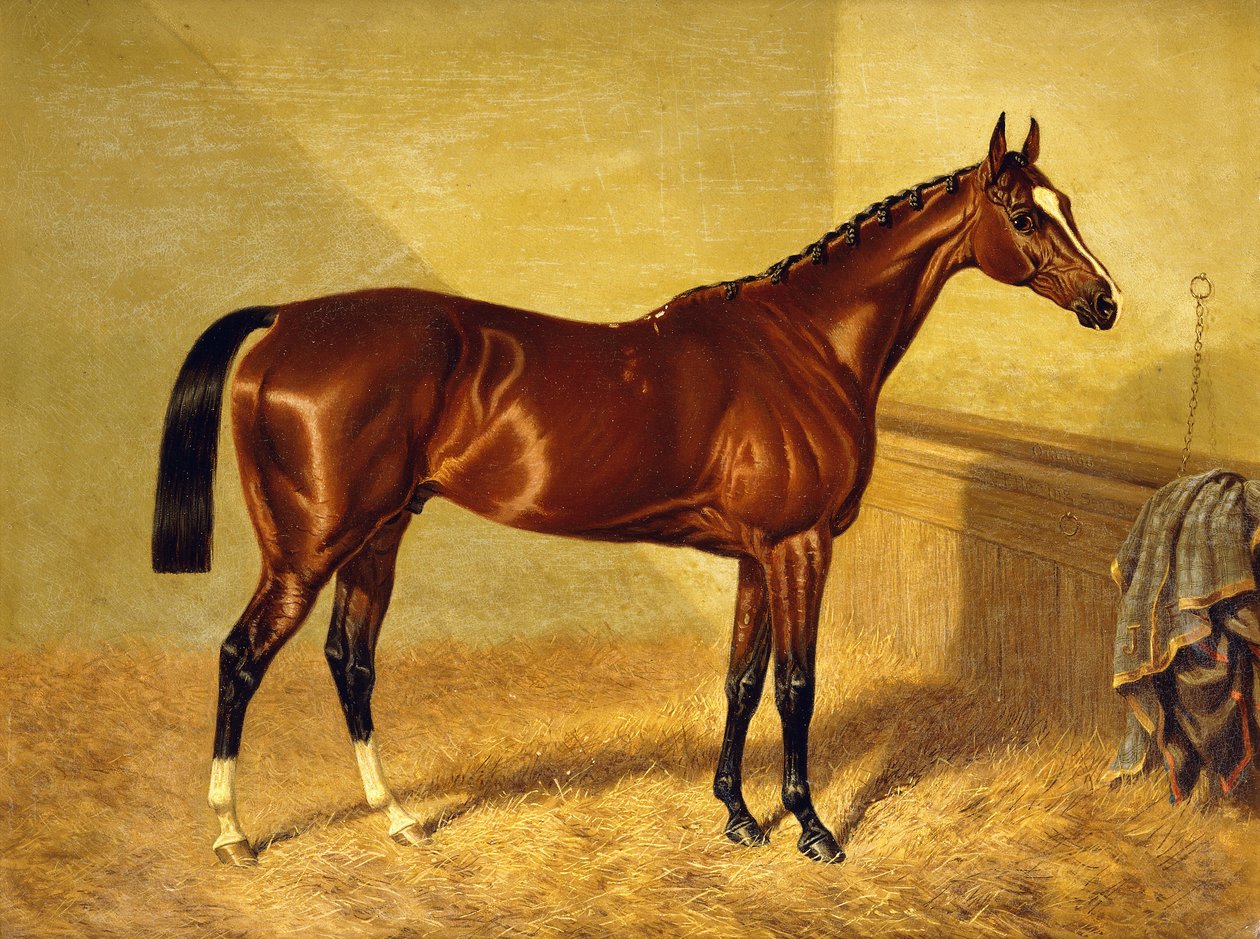Orlando, Bay Racehorse w Loosebox, 1845 autorstwa John Frederick Herring Senior