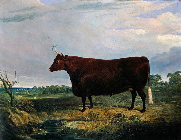Portret brązowego byka autorstwa John Frederick Herring Senior