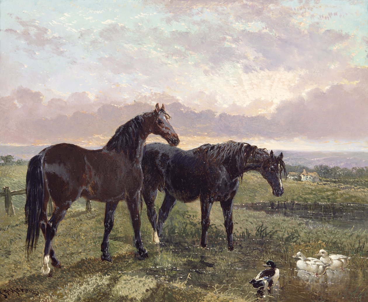 Dwa konie pasące się o zachodzie słońca autorstwa John Frederick Herring Senior