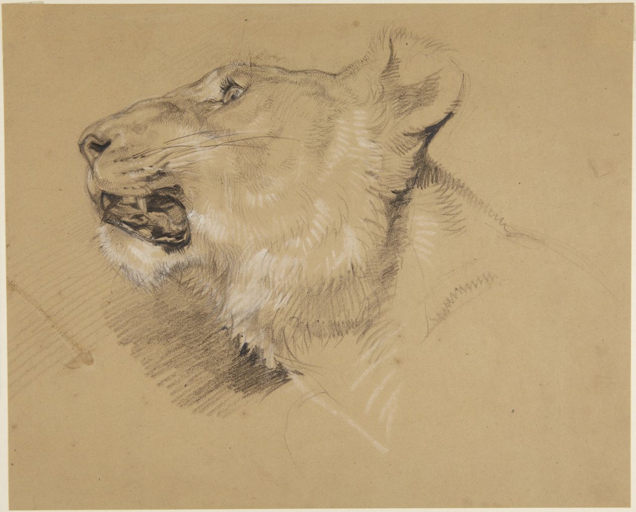 Głowa lwicy autorstwa John Frederick Lewis