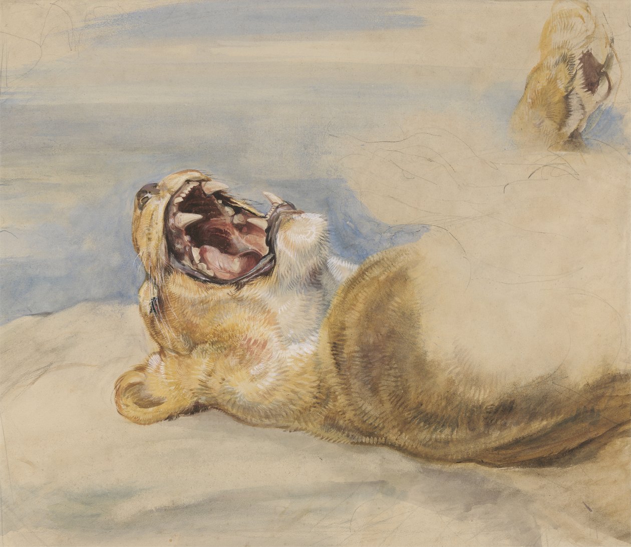Studium Lwicy (wc, kolor nadwozia i grafit na papierze) autorstwa John Frederick Lewis
