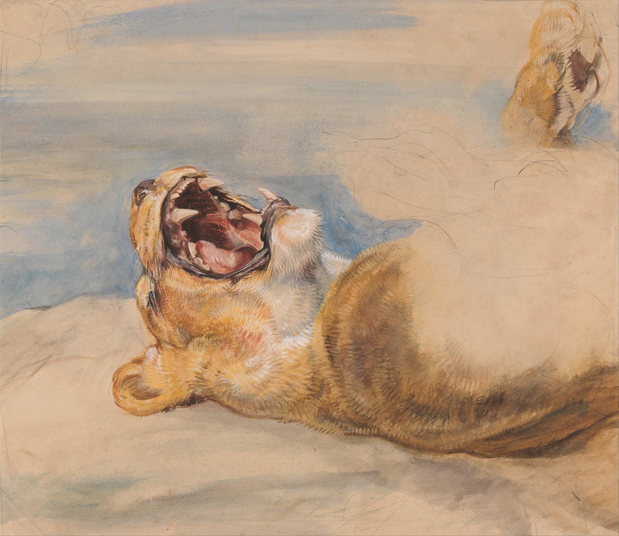 Studium lwicy autorstwa John Frederick Lewis