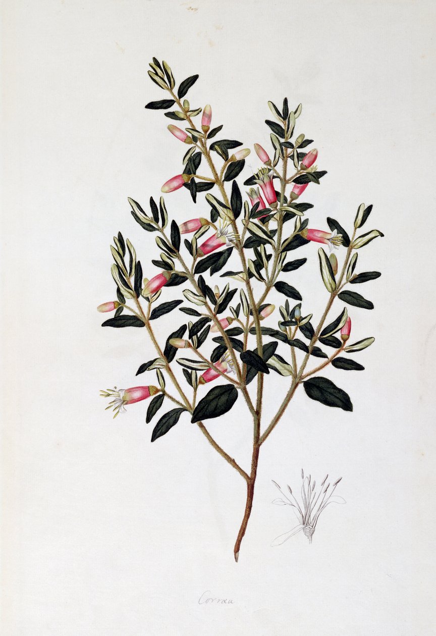 Correa Reflexa, rysunek Johna Fredericka Millera (1759-1796) autorstwa John Frederick Miller