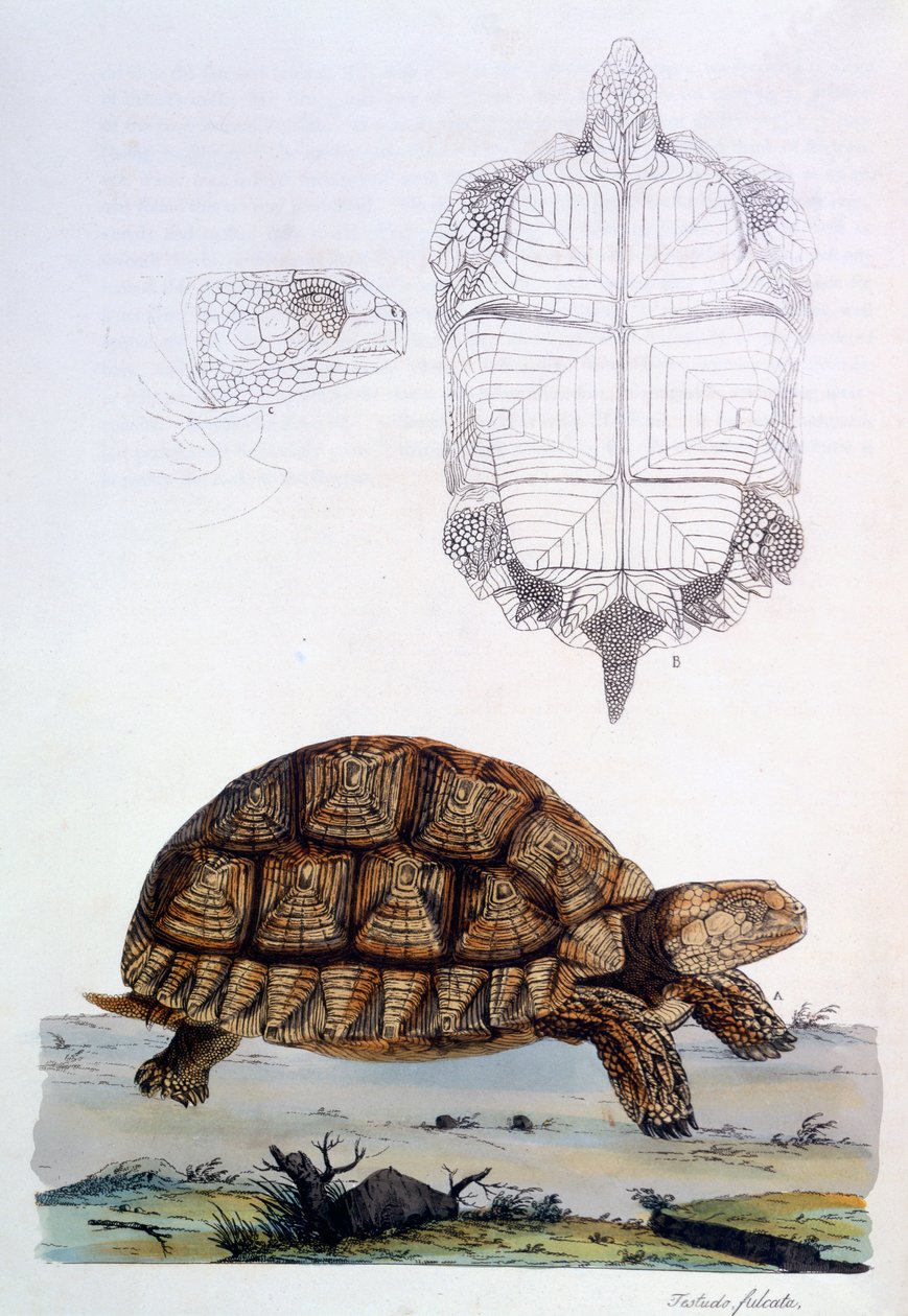 Testudo Sulcata, 1796 (ręcznie barwiony grawer) autorstwa John Frederick Miller