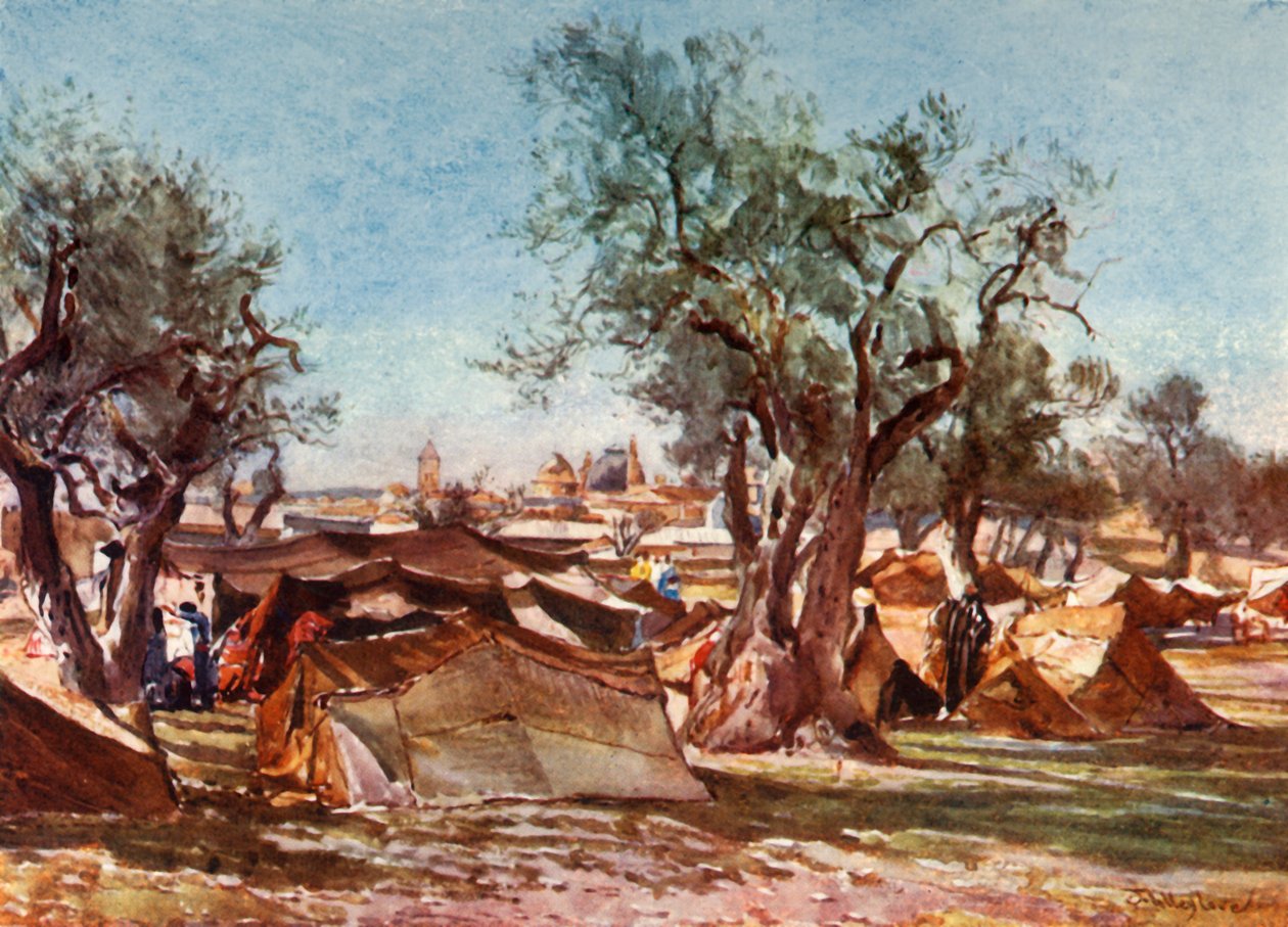 Obóz Beduinów za północnym murem Jerozolimy, 1902. autorstwa John Fulleylove