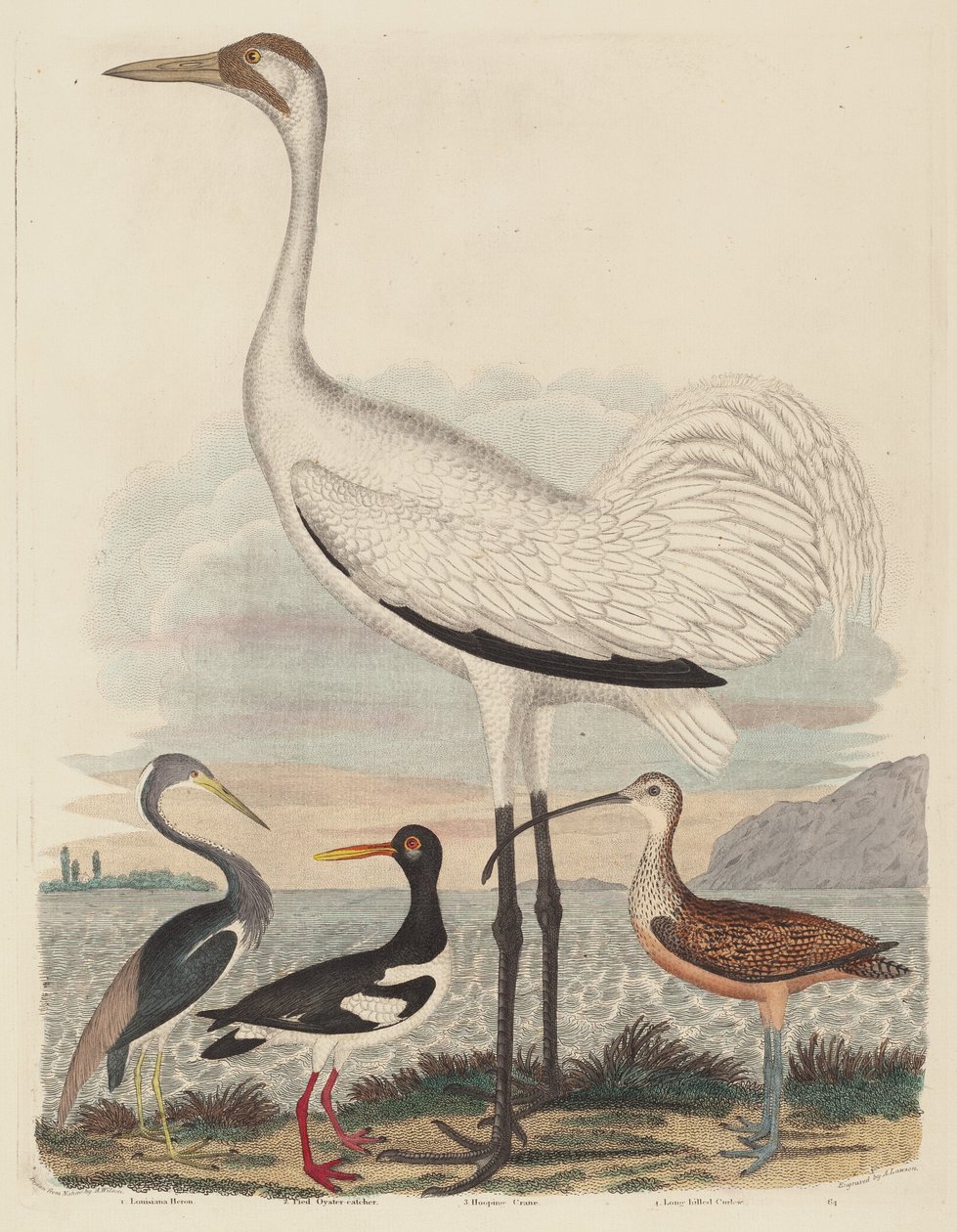 Louisiana Heron, Pied Oyster-catcher, Hooping Crane i Longbiled Curlew, opublikowane w latach 1808-1814. autorstwa John G. Warnicke