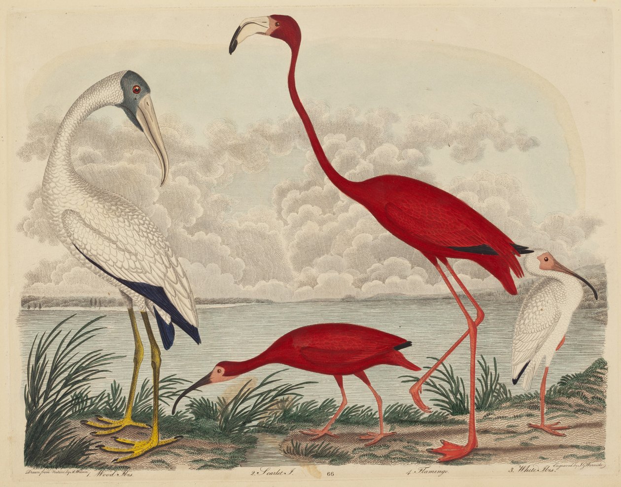 Wood Ibis, Scarlet Ibis, Flamingo i White Ibis, opublikowane w latach 1808-1814. autorstwa John G. Warnicke