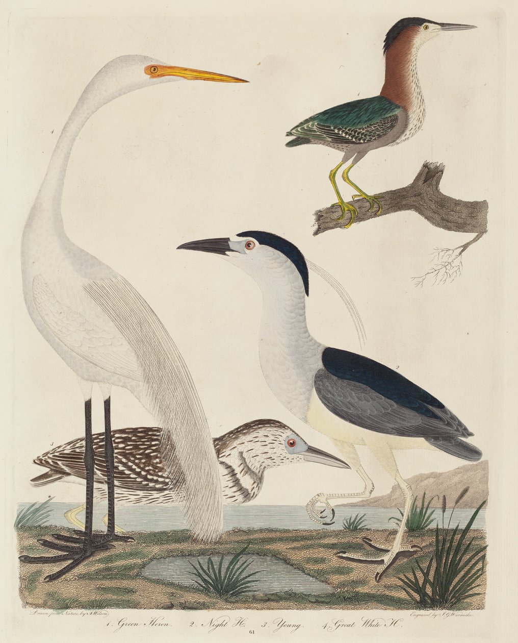 Czapla zielona, czapla ślepota, czapla młoda i czapla biała autorstwa John G. Warnicke after Alexander Wilson