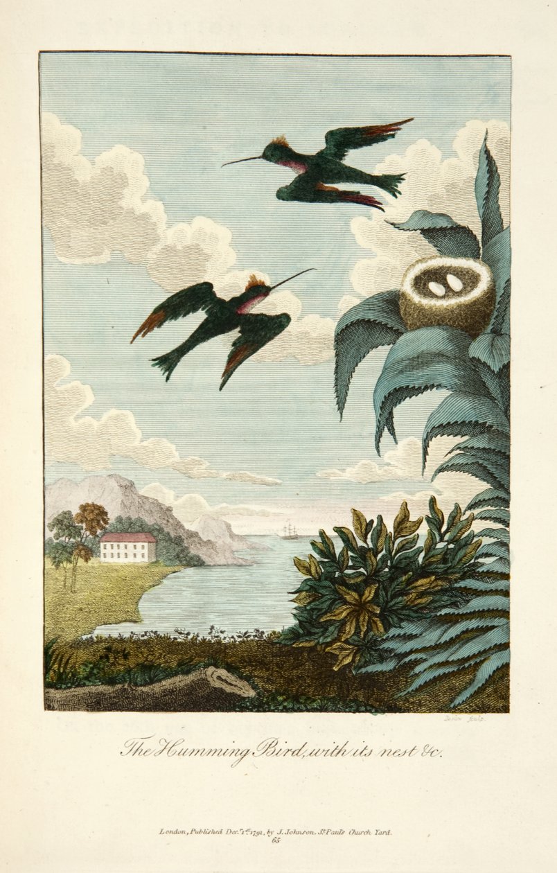 Koliber z gniazdem autorstwa John Gabriel Stedman
