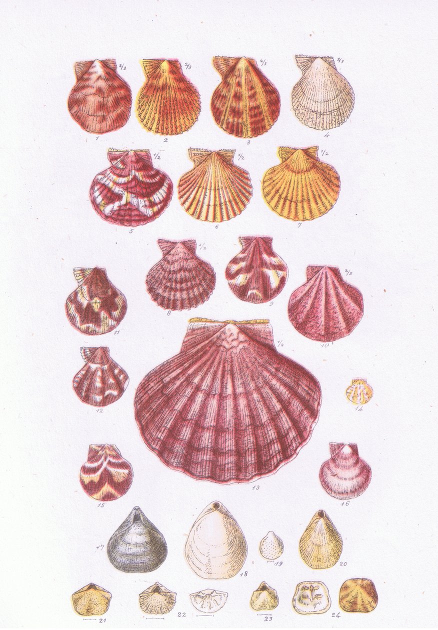 British Scallops, Nature in Britain wydane przez Collins, 1946 autorstwa John George Sowerby