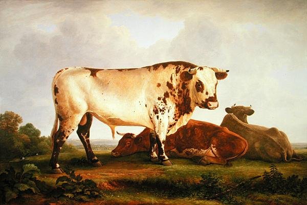 Byk (olej na płótnie) autorstwa John Glover