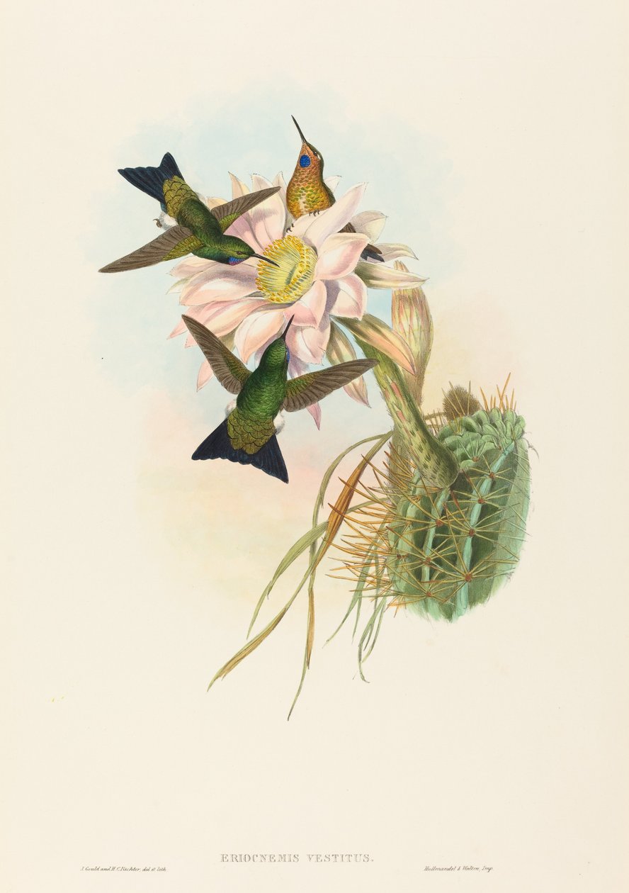 Eriocnemis vestitus Świecąca Puff-Noga. Twórcy: John Gould, Henry Constantine Richter. autorstwa John Gould and Henry Constantine Richter John Gould and Henry Constantine Richter