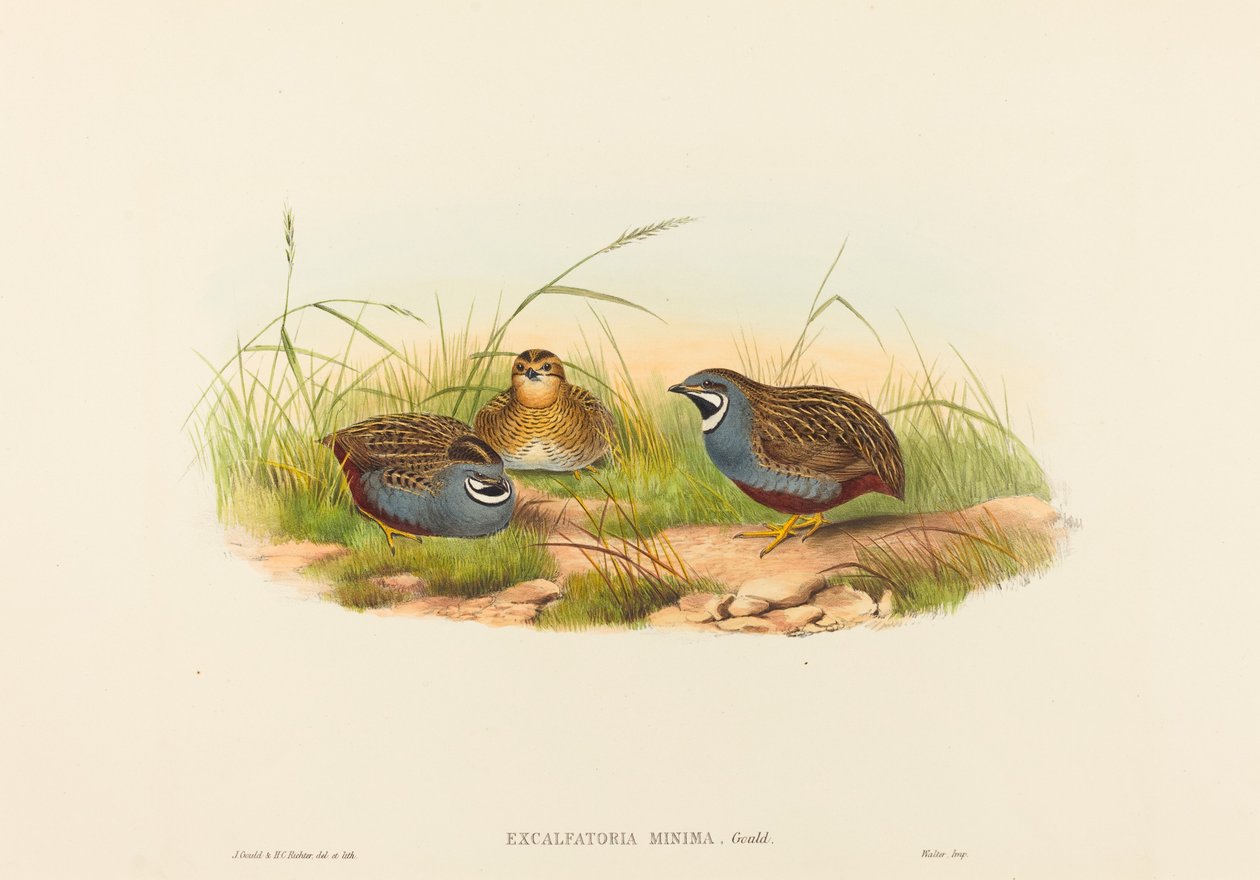 Excalftoria minima Przepiórka błękitna. Twórcy: John Gould, Henry Constantine Richter. autorstwa John Gould and Henry Constantine Richter John Gould and Henry Constantine Richter