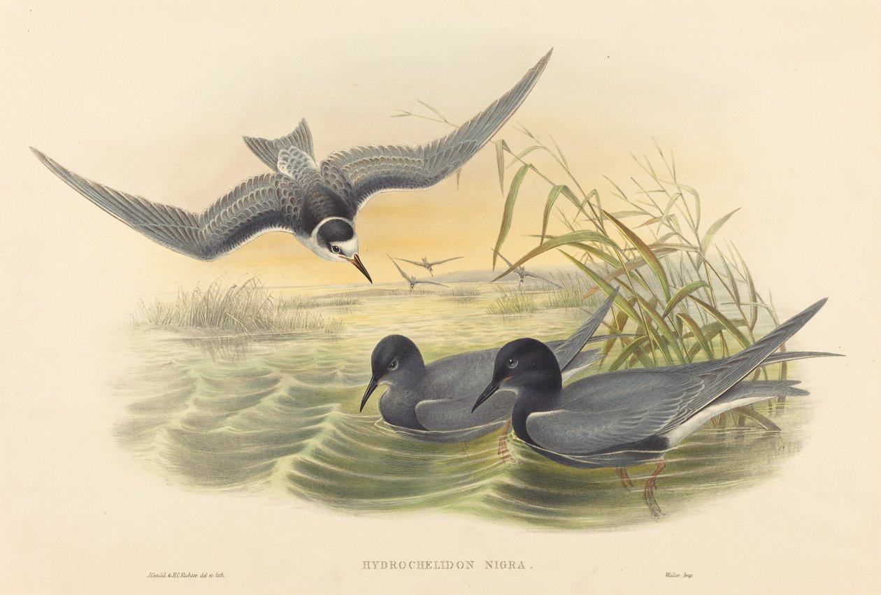 Hydrochelidon nigra. Twórcy: John Gould, Henry Constantine Richter. autorstwa John Gould and Henry Constantine Richter John Gould and Henry Constantine Richter