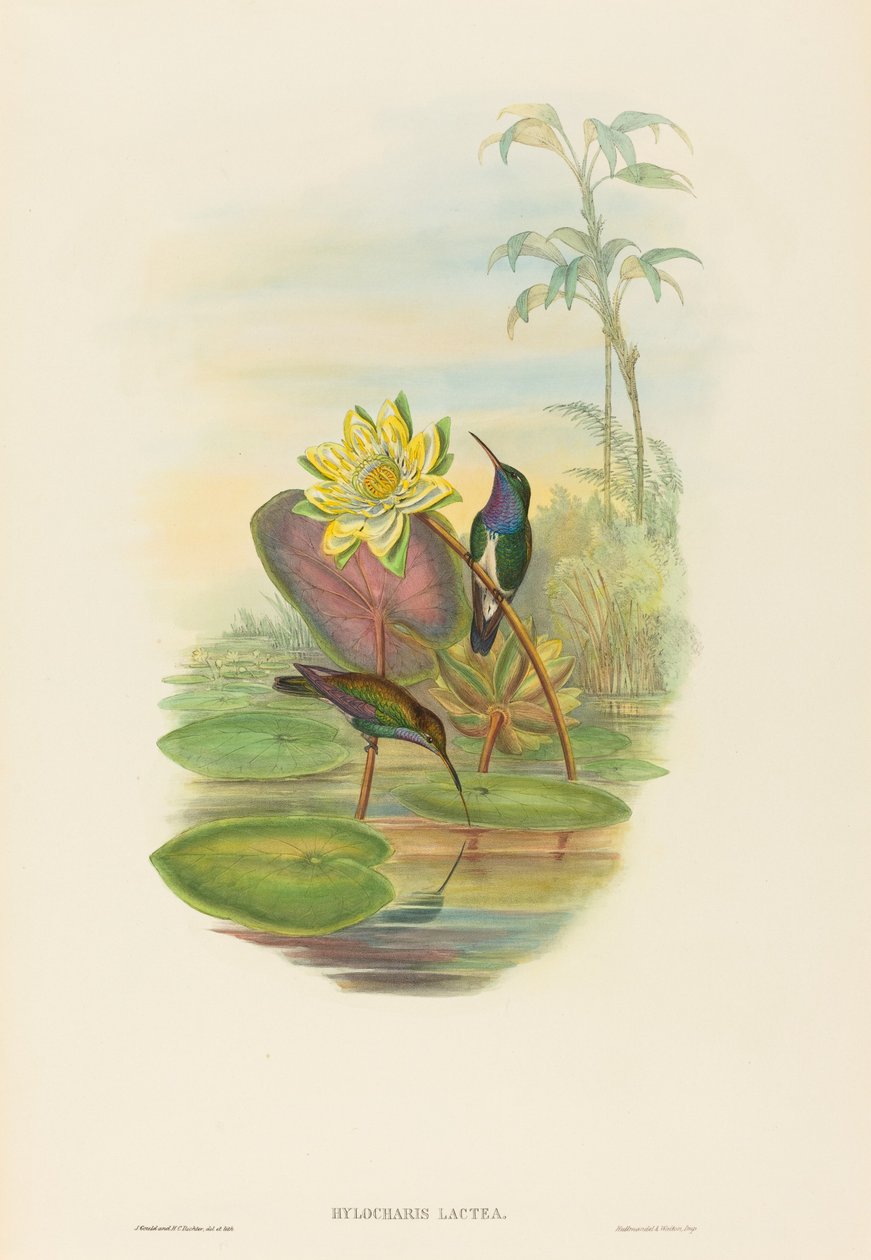 Hylocharis lactea Szafirowy szmaragd. Twórcy: John Gould, Henry Constantine Richter. autorstwa John Gould and Henry Constantine Richter John Gould and Henry Constantine Richter