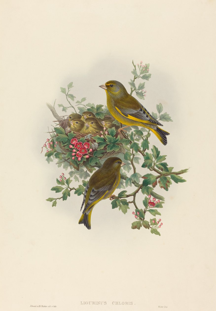 Ligurinus chloris Dzwoniec. Twórcy: John Gould, Henry Constantine Richter. autorstwa John Gould and Henry Constantine Richter John Gould and Henry Constantine Richter