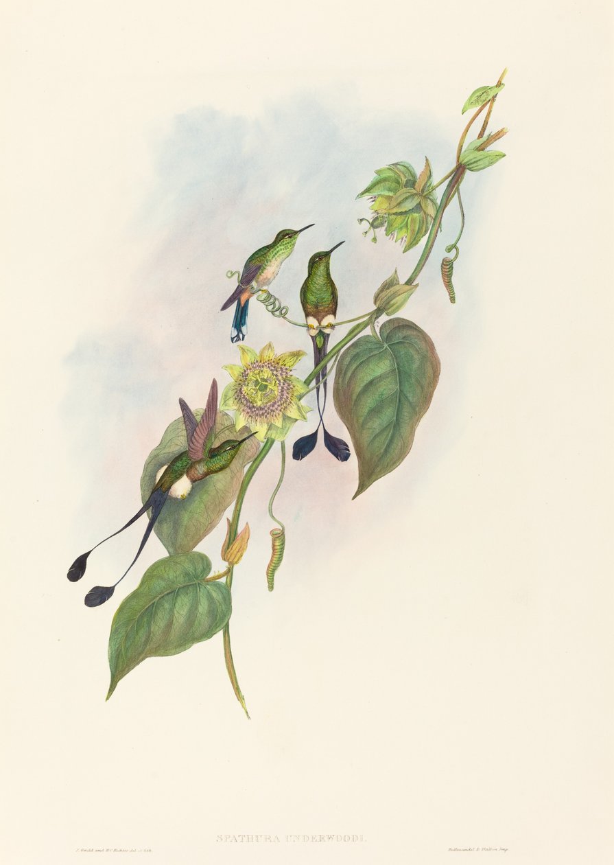 Spathura underwoodi Rakieta białonoga. Twórcy: John Gould, Henry Constantine Richter. autorstwa John Gould and Henry Constantine Richter John Gould and Henry Constantine Richter