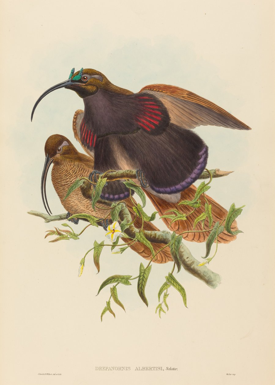 Drepanornis albertisi Sierpień czarnodzioby Ptak rajski. Twórcy: John Gould, William Matthew Hart. autorstwa John Gould, William Matthew Hart