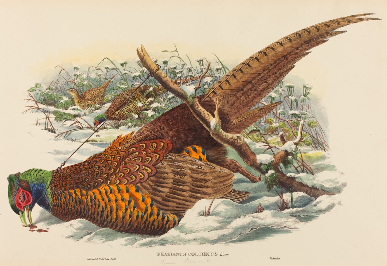 Phasianus colchicus Bażant obrożny. Twórcy: John Gould, William Matthew Hart. autorstwa John Gould, William Matthew Hart
