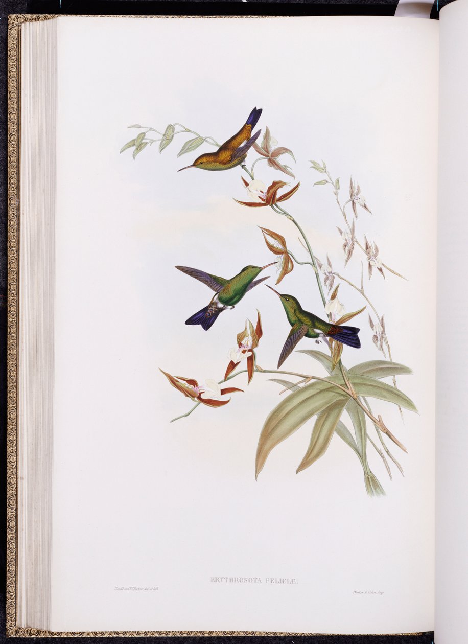 Monografia Trochilidae, czyli rodzina kolibrów, opublikowana w latach 1849-61 autorstwa John Gould