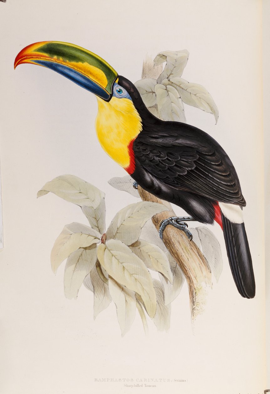 Monografia Ramphastidae, czyli rodzina Tukanów, wydanie pierwsze, opublikowana w 1834 r. autorstwa John Gould