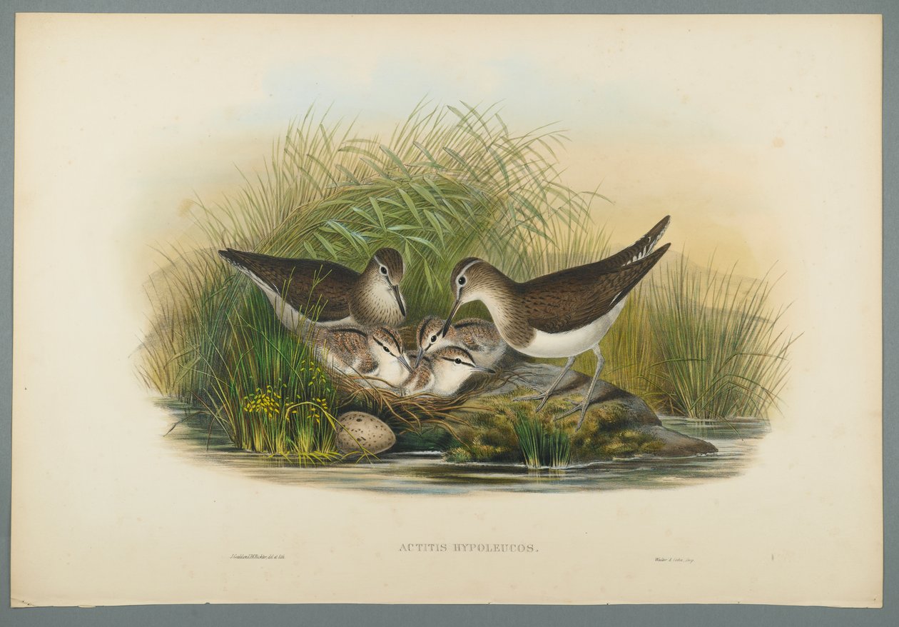 Actitis Hypoleucos - Summer Snipe (kolor lito na papierze tkanym) autorstwa John Gould