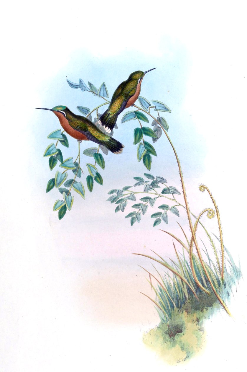 Adelomyia castaneiventris = Lampornis castaneoventris autorstwa John Gould