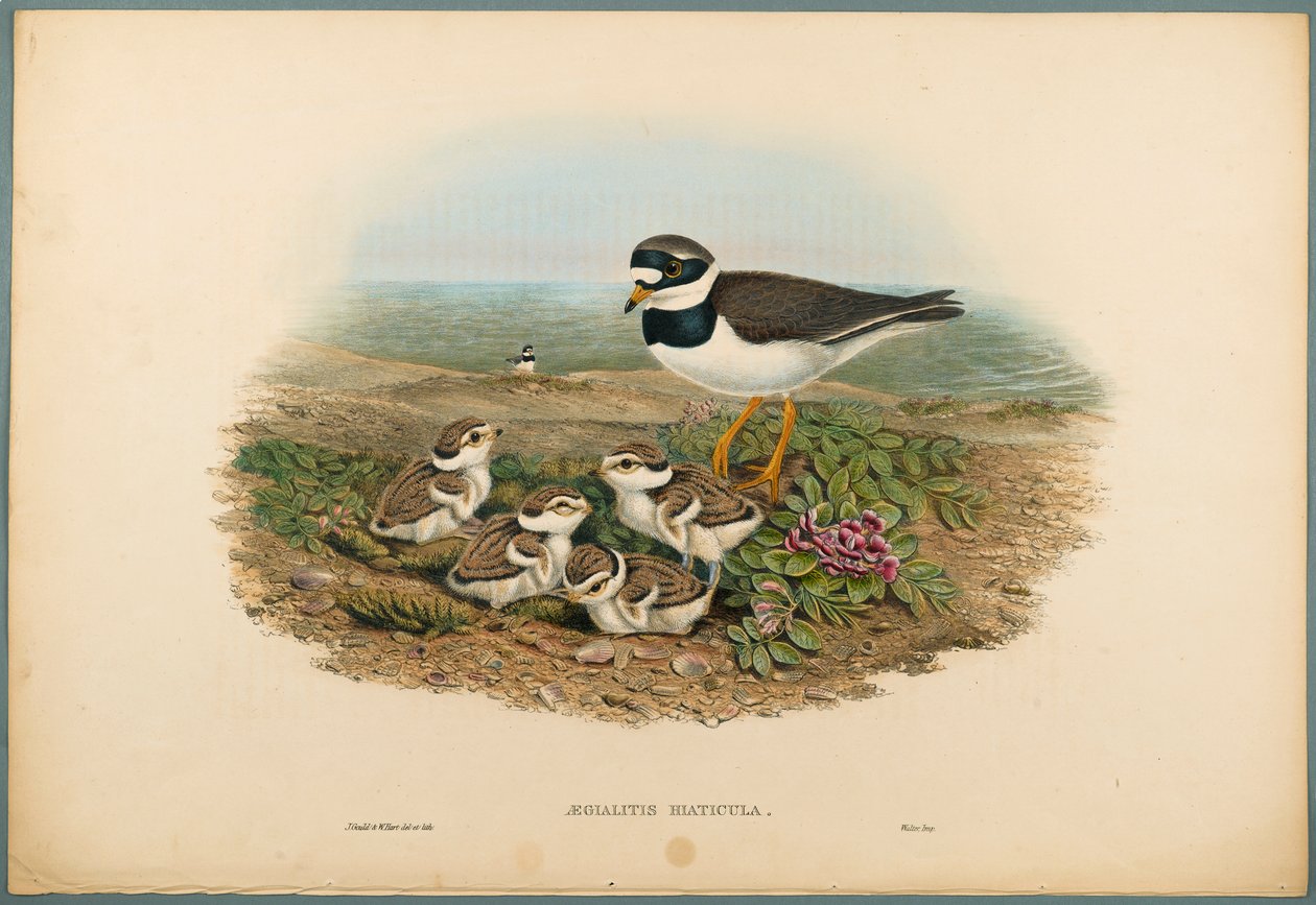 Aegialitis Hiaticula - Sieweczka obrożna (kolor lito na papierze tkanym) autorstwa John Gould