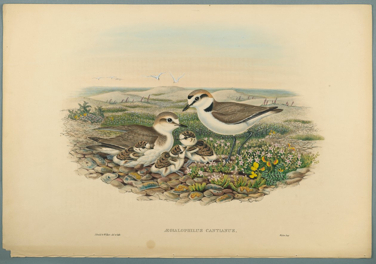 Aegialophilus Cantianus - Sieweczka Kentish (kolor lito na papierze tkanym) autorstwa John Gould