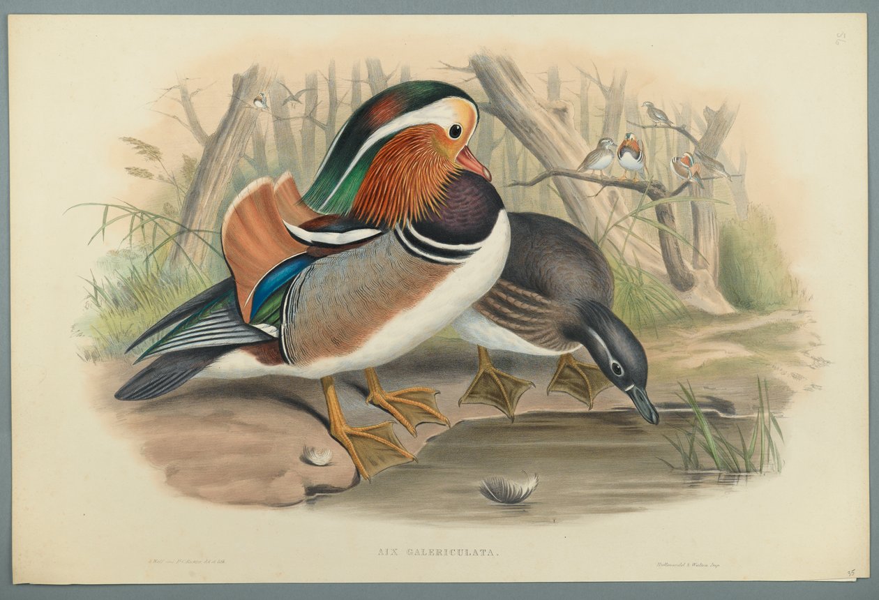 Aix Galericulata: Kaczka (kolor lito na papierze tkanym) autorstwa John Gould